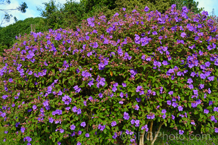 Lasiandra, Glory. Bush or Princess Flower (<i>Tibouchina urvilleana [syn. Tibouchina grandiflora]), a tender evergreen shrub up to 5m tall It is native to Brazil and the flowers appear throughout the warmer months. Order: Myrtales, Family: Melastomataceae