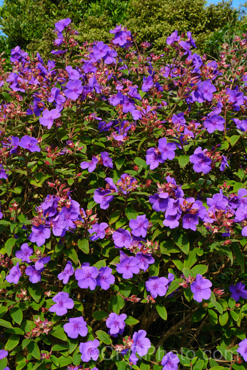 Lasiandra, Glory. Bush or Princess Flower (<i>Tibouchina urvilleana [syn. Tibouchina grandiflora]), a tender evergreen shrub up to 5m tall It is native to Brazil and the flowers appear throughout the warmer months. Order: Myrtales, Family: Melastomataceae