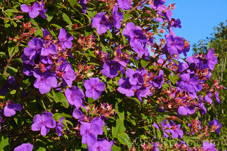 Lasiandra, Glory. Bush or Princess Flower (<i>Tibouchina urvilleana [syn. Tibouchina grandiflora]), a tender evergreen shrub up to 5m tall It is native to Brazil and the flowers appear throughout the warmer months. Order: Myrtales, Family: Melastomataceae