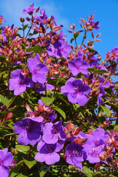 Lasiandra, Glory. Bush or Princess Flower (<i>Tibouchina urvilleana [syn. Tibouchina grandiflora]), a tender evergreen shrub up to 5m tall It is native to Brazil and the flowers appear throughout the warmer months. Order: Myrtales, Family: Melastomataceae