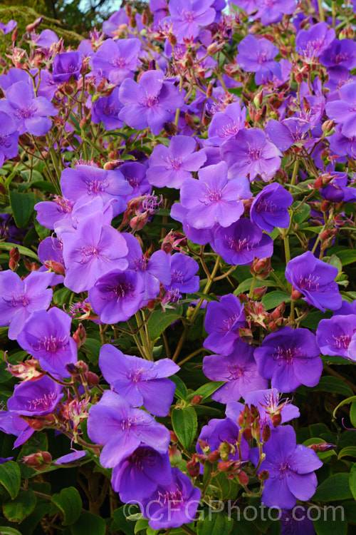 Lasiandra, Glory. Bush or Princess Flower (<i>Tibouchina urvilleana [syn. Tibouchina grandiflora]), a tender evergreen shrub up to 5m tall It is native to Brazil and the flowers appear throughout the warmer months. Order: Myrtales, Family: Melastomataceae