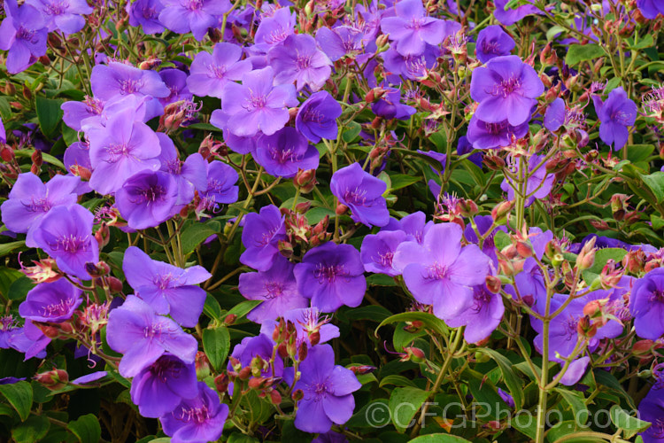 Lasiandra, Glory. Bush or Princess Flower (<i>Tibouchina urvilleana [syn. Tibouchina grandiflora]), a tender evergreen shrub up to 5m tall It is native to Brazil and the flowers appear throughout the warmer months. Order: Myrtales, Family: Melastomataceae