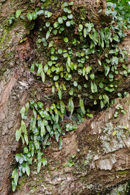 Leather-leaf. Fern (<i>Pyrrosia eleagnifolia</i>), a epiphytic fern endemic to New Zealand, where it occurs over much of the country but is less common in the drier eastern areas. It may also be ground dwelling