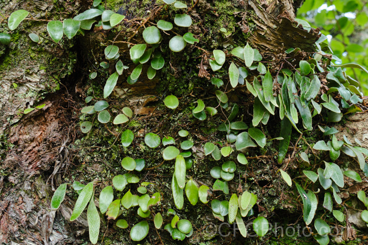 Leather-leaf. Fern (<i>Pyrrosia eleagnifolia</i>), a epiphytic fern endemic to New Zealand, where it occurs over much of the country but is less common in the drier eastern areas. It may also be ground dwelling