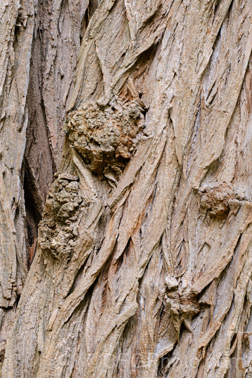 The deeply furrowed bark of the Black or Yellow Locust or False Acacia (<i>Robinia pseudoacacia</i>), showing its strong and rather vicious thorns. The flowers of this 12-2.5m tall deciduous tree from the eastern and central United States are mildly fragrant. robinia-2218htm'>Robinia.