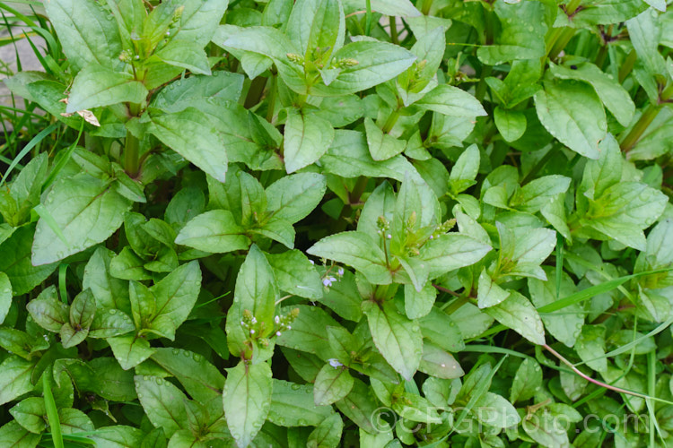 Water. Speedwell or Brook. Pimpernel (<i>Veronica anagallis-aquatica</i>), a marginal pond plant with decumbent stems that strike roots as the spread. It is a perennial that is so widely naturalised that its true native range is difficult to establish. Its spikes of tiny pale blue flowers open in summer. The stems can grow to over 1m tall