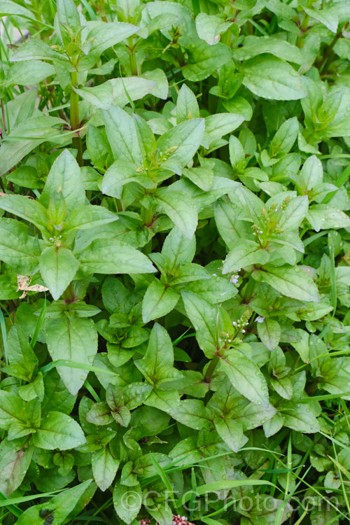 Water. Speedwell or Brook. Pimpernel (<i>Veronica anagallis-aquatica</i>), a marginal pond plant with decumbent stems that strike roots as the spread. It is a perennial that is so widely naturalised that its true native range is difficult to establish. Its spikes of tiny pale blue flowers open in summer. The stems can grow to over 1m tall