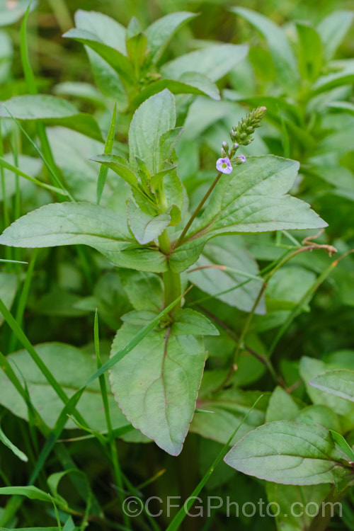 Water. Speedwell or Brook. Pimpernel (<i>Veronica anagallis-aquatica</i>), a marginal pond plant with decumbent stems that strike roots as the spread. It is a perennial that is so widely naturalised that its true native range is difficult to establish. Its spikes of tiny pale blue flowers open in summer. The stems can grow to over 1m tall