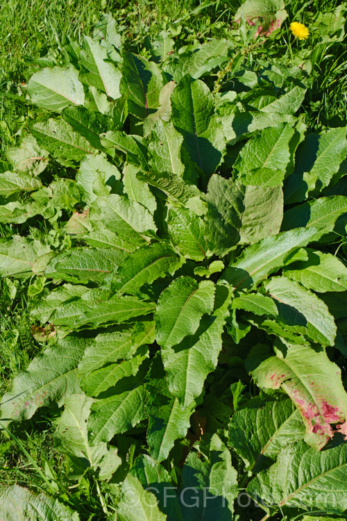 Bitter Dock or Broad-leaved Dock (<i>Rumex obtusifolius</i>), a perennial weed, originally of European origin, that is now widely distributed. Its strong, deep taproots make it difficult to remove by hand. The leaf veins and flower stems are often red-tinted, especially in dry, sunny conditions. Order: Caryophyllales, Family: Polygonaceae
