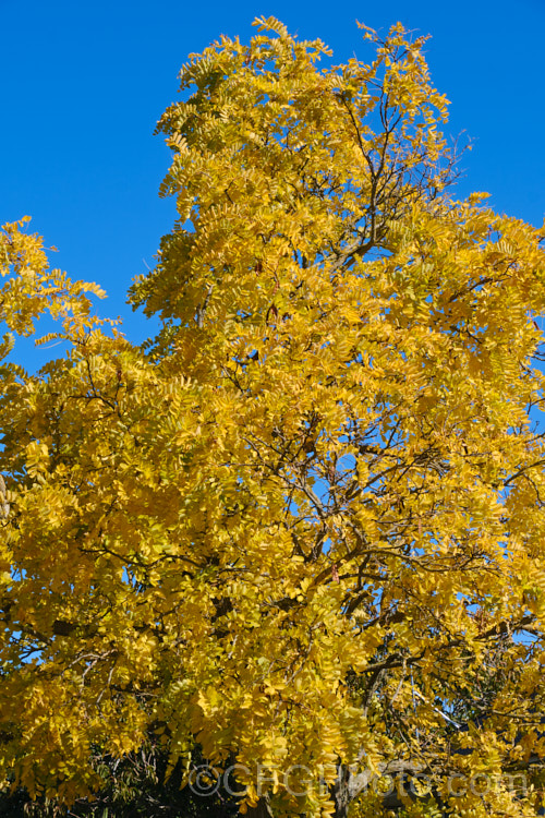Robinia pseudoacacia 'Frisia' in autumn when its foliage colour is at its most intense 'Frisia' is a golden-yellow-leafed form of the common black locust. This form is a foliage cultivar that rarely has more than a few flowers. robinia-2218htm'>Robinia.