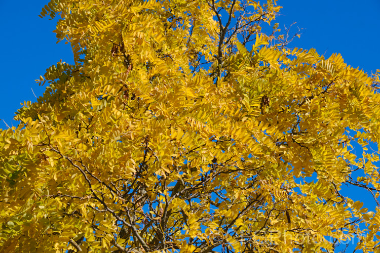 Robinia pseudoacacia 'Frisia' in autumn when its foliage colour is at its most intense 'Frisia' is a golden-yellow-leafed form of the common black locust. This form is a foliage cultivar that rarely has more than a few flowers. robinia-2218htm'>Robinia.