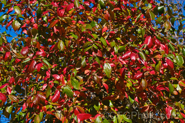 The autumn foliage of Viburnum x burkwoodii (<i>Viburnum carlesii x Viburnum utile</i>), a semi-deciduous 25-4m tall shrub. Its flowers are strongly scented and borne over a long period from late winter. viburnum-2081htm'>Viburnum. <a href='adoxaceae-plant-family-photoshtml'>Adoxaceae</a>.