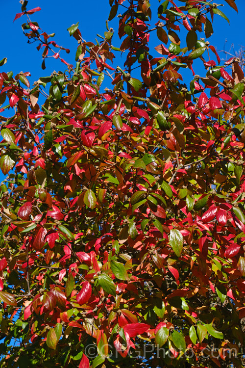 The autumn foliage of Viburnum x burkwoodii (<i>Viburnum carlesii x Viburnum utile</i>), a semi-deciduous 25-4m tall shrub. Its flowers are strongly scented and borne over a long period from late winter. viburnum-2081htm'>Viburnum. <a href='adoxaceae-plant-family-photoshtml'>Adoxaceae</a>.