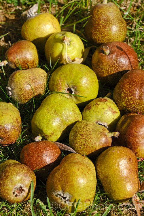 The fruit of the Weeping Silver Pear (<i>Pyrus salicifolia 'Pendula'), a small deciduous tree from south-eastern Europe through the Caucasus to western Asia. The cultivar 'Pendula' appears identical to the species. Order: Rosales, Family: Rosaceae