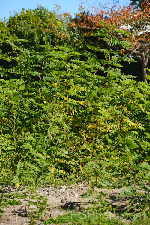 Although the Black or Yellow Locust or False Acacia (<i>Robinia pseudoacacia</i>) is a popular garden plant and has produced several widely grown cultivars, it suckers very freely, often some distance from the parent plant, and can produce thickets such as the one shown developing here. The flowers of this thorny, 12-2.5m tall, deciduous tree from the eastern and central United States are mildly fragrant. robinia-2218htm'>Robinia.