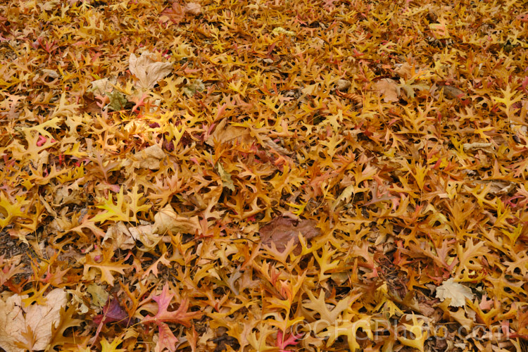 Fallen autumn foliage of the Pin Oak (<i>Quercus palustris</i>), a 20-35m tall deciduous tree native to northeast. North America. This species has a columnar habit and often colours well in autumn, turning deep red. It can be distinguished from the similar. Scarlet Oak (<i>Quercus coccinea</i>), by its small acorns, minute tufts of hairs in the forks of the veins on the undersides of its leaves and usually narrower, asymmetrical basal foliage lobes. Order: Fagales, Family: Fagaceae