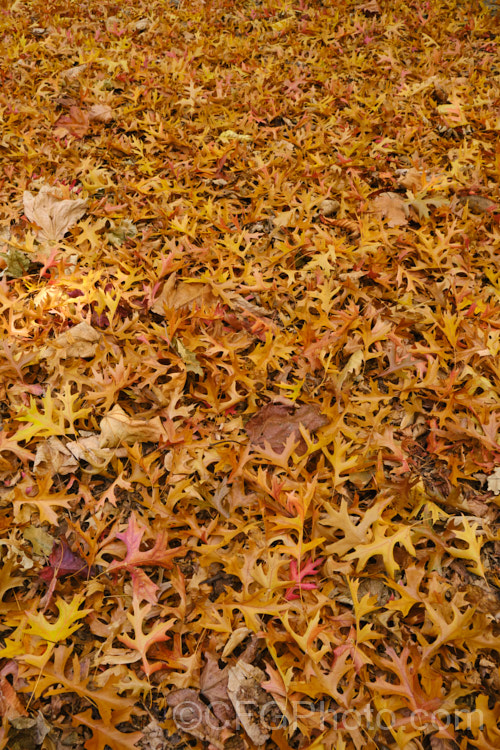 Fallen autumn foliage of the Pin Oak (<i>Quercus palustris</i>), a 20-35m tall deciduous tree native to northeast. North America. This species has a columnar habit and often colours well in autumn, turning deep red. It can be distinguished from the similar. Scarlet Oak (<i>Quercus coccinea</i>), by its small acorns, minute tufts of hairs in the forks of the veins on the undersides of its leaves and usually narrower, asymmetrical basal foliage lobes. Order: Fagales, Family: Fagaceae