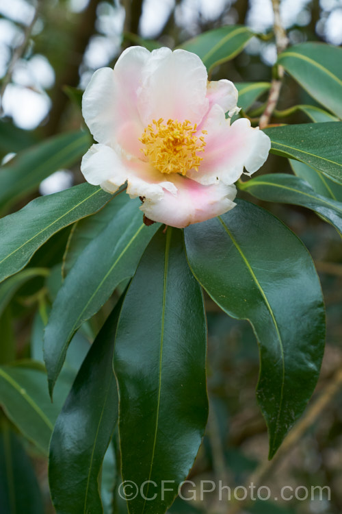 Polyspora speciosa (syns. Camellia speciosa, Gordonia acuminata</i>), an evergreen camellia-like shrub or small tree to 8m tall It is native to southern China and neighbouring highland areas, such as those of northern Vietnam. It has lush foliage and from late summer produces large, pink-tinted white flowers that are sometimes mildly scented. Order: Ericales, Family: Theaceae