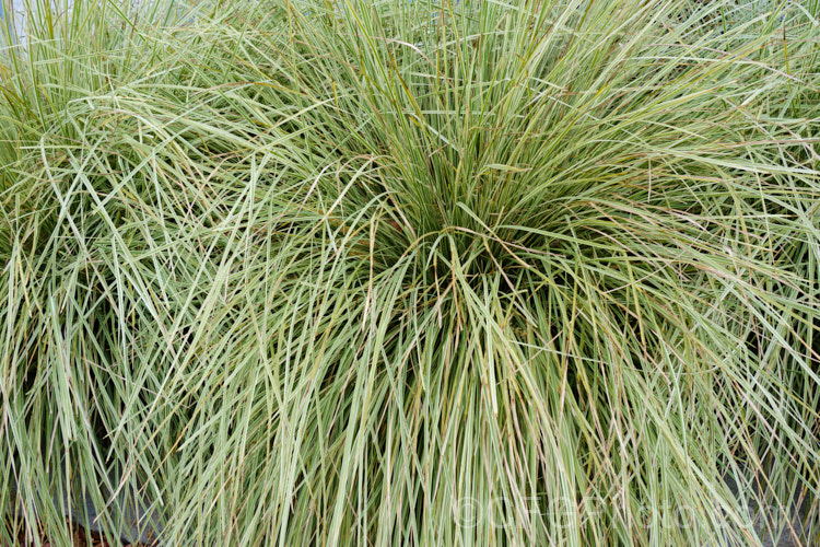 Lomandra 'Platinum. Beauty', a narrow-leaved, variegated cultivar with cream-edged grey-green foliage. It has a billowing growth habit and a very grass-like appearance. Its drought tolerance and growth habit make it an excellent container plant. lomandra-3104htm'>Lomandra.
