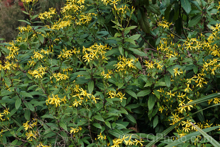 Alpine Wood. Ragwort (<i>Senecio ovatus subsp. alpestris [syn. Senecio nemorensis]), an herbaceous perennial native to central Europe, where it can occur at elevations up to 2000m. Subspecies alpestris is a high altitude form distinguished by its purple-red stems and rather thicker leaves. senecio-3303htm'>Senecio.