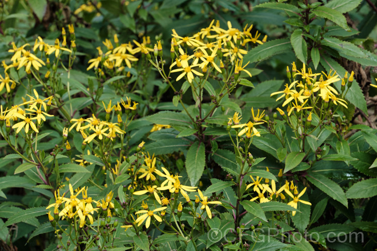 Alpine Wood. Ragwort (<i>Senecio ovatus subsp. alpestris [syn. Senecio nemorensis]), an herbaceous perennial native to central Europe, where it can occur at elevations up to 2000m. Subspecies alpestris is a high altitude form distinguished by its purple-red stems and rather thicker leaves. senecio-3303htm'>Senecio.