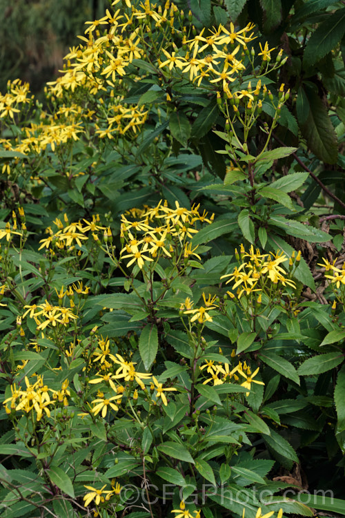 Alpine Wood. Ragwort (<i>Senecio ovatus subsp. alpestris [syn. Senecio nemorensis]), an herbaceous perennial native to central Europe, where it can occur at elevations up to 2000m. Subspecies alpestris is a high altitude form distinguished by its purple-red stems and rather thicker leaves. senecio-3303htm'>Senecio.