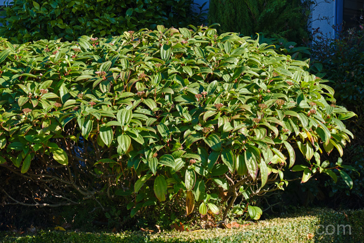 Viburnum davidii in autumn with developing flower buds getting ready for spring. This 30cm-15m high, evergreen shrub is native to western China. The metallic blue fruit is showy but only develops well if the heads of small, creamy white flowers are cross-pollinated. viburnum-2081htm'>Viburnum. <a href='adoxaceae-plant-family-photoshtml'>Adoxaceae</a>.