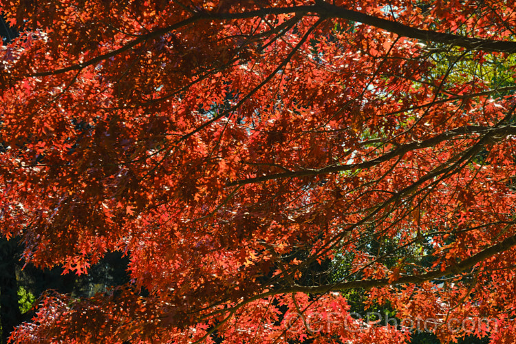 The backlit autumn foliage of Scarlet Oak (<i>Quercus coccinea</i>), a 30m tree native to the eastern United States and southern Canada that is famed for its vivid red autumn foliage. It can be distinguished from the similar. Pin Oak (<i>Quercus palustris</i>), by the smooth underside of its foliage (no hairs in the fork of the veins</i>) and usually broader basal foliage lobes