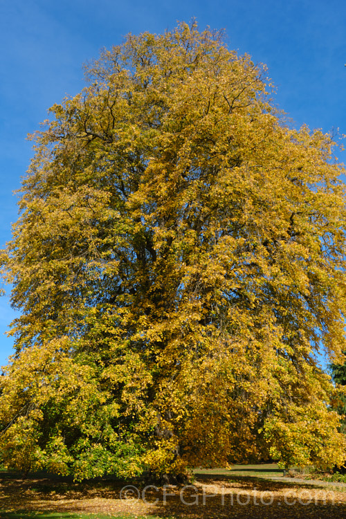 The Weeping Lime (<i>Tilia 'Petiolaris') in autumn. This old cultivar, probably of garden origin, is thought to be a form of the Silver Lime or White Lime (<i>Tilia tomentosa</i>) and it certainly has downy, pale young foliage undersides that are reminiscent of that species. Order: Malvales, Family: Malvaceae