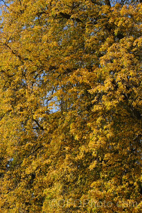 The Weeping Lime (<i>Tilia 'Petiolaris') in autumn. This old cultivar, probably of garden origin, is thought to be a form of the Silver Lime or White Lime (<i>Tilia tomentosa</i>) and it certainly has downy, pale young foliage undersides that are reminiscent of that species. Order: Malvales, Family: Malvaceae