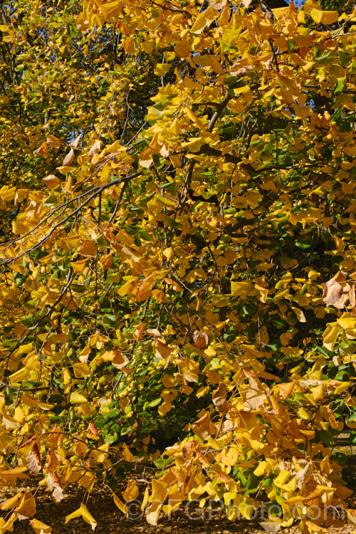 The Weeping Lime (<i>Tilia 'Petiolaris') in autumn. This old cultivar, probably of garden origin, is thought to be a form of the Silver Lime or White Lime (<i>Tilia tomentosa</i>) and it certainly has downy, pale young foliage undersides that are reminiscent of that species. Order: Malvales, Family: Malvaceae