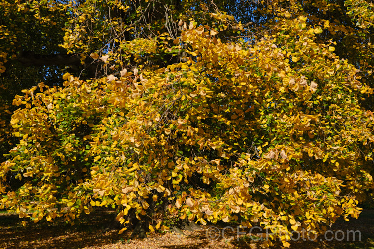 The Weeping Lime (<i>Tilia 'Petiolaris') in autumn. This old cultivar, probably of garden origin, is thought to be a form of the Silver Lime or White Lime (<i>Tilia tomentosa</i>) and it certainly has downy, pale young foliage undersides that are reminiscent of that species. Order: Malvales, Family: Malvaceae