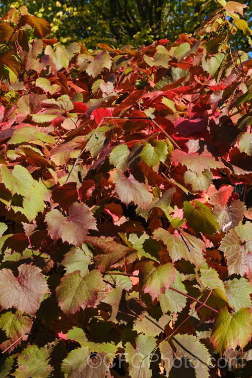 The autumn foliage of Vitis vinifera 'Black Hamburg', a popular table grape for home gardeners. It produce large, sweet, strongly flavoured purple-red grapes. Typically, red or black grapes have red autumn foliage, while white grapes produce yellow to gold leaf colours in autumn.