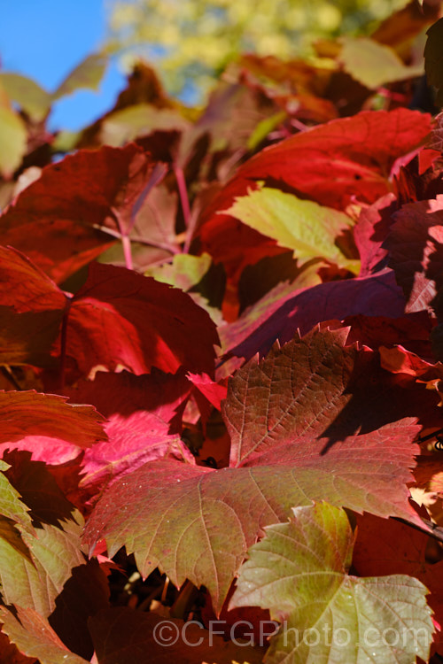 The autumn foliage of Vitis vinifera 'Black Hamburg', a popular table grape for home gardeners. It produce large, sweet, strongly flavoured purple-red grapes. Typically, red or black grapes have red autumn foliage, while white grapes produce yellow to gold leaf colours in autumn.