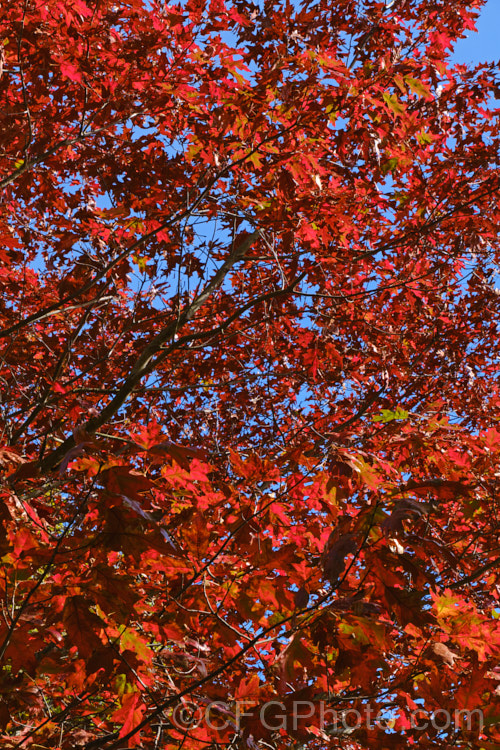 The autumn foliage of the Red Oak or Northern Red Oak (<i>Quercus rubra</i>), a 30-40m tall deciduous tree native to eastern North America. The leaves are up to 20cm long and develop good autumn colour most years. <a href='fagaceae-plant-family-photoshtml'>