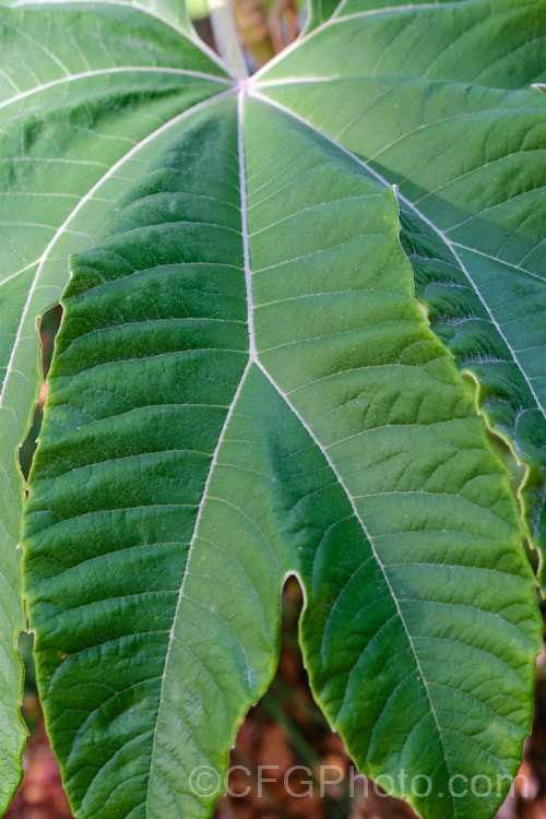 The upper surface of the leaf of the Rice. Paper Plant (<i>Tetrapanax papyrifer</i>), a large suckering shrub of the aralia family from Taiwan and possibly nearby parts of mainland. China. The pith and pulp of the stems has been used in the manufacture of high-grade paper. tetrapanax-3358htm'>Tetrapanax. Order: Apiales, Family: Araliaceae