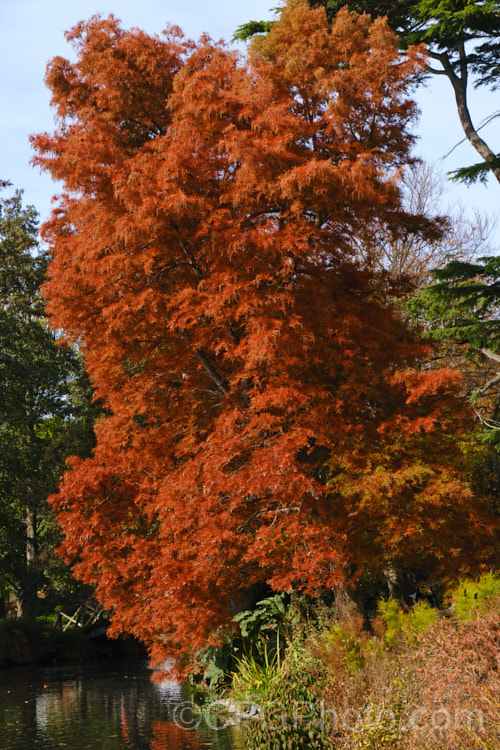 Swamp Cypress or Bald. Cypress (<i>Taxodium distichum</i>) in full autumn colour. One of the few deciduous conifers and capable of growing in shallow water, this species is native to the southeast United States. taxodium-2129htm'>Taxodium. Order: Pinales, Family: Cupressaceae