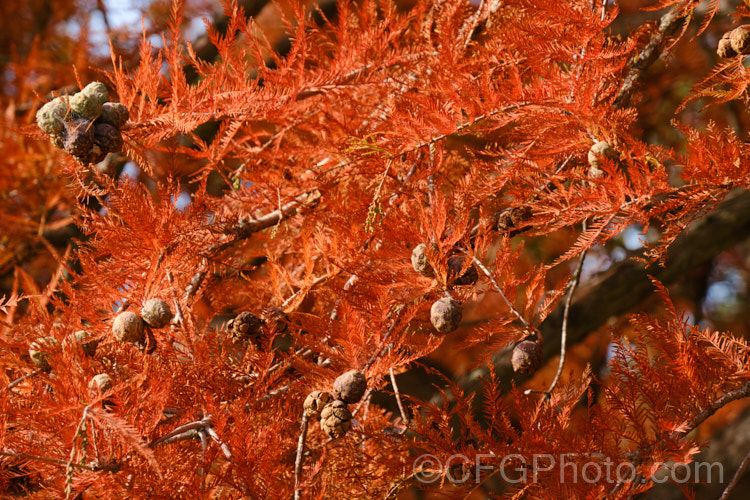 The autumn foliage and maturing cones of the Swamp Cypress or Bald. Cypress (<i>Taxodium distichum</i>). One of the few deciduous conifers and capable of growing in shallow water, this species is native to the southeast United States. taxodium-2129htm'>Taxodium. Order: Pinales, Family: Cupressaceae
