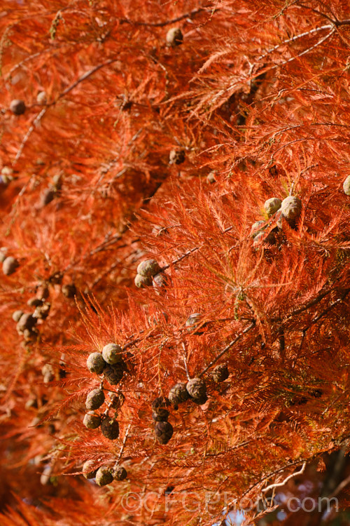 The autumn foliage and maturing cones of the Swamp Cypress or Bald. Cypress (<i>Taxodium distichum</i>). One of the few deciduous conifers and capable of growing in shallow water, this species is native to the southeast United States. taxodium-2129htm'>Taxodium. Order: Pinales, Family: Cupressaceae