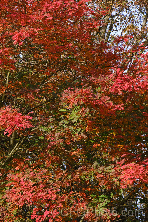 The autumn foliage of Esserteau's Rowan (<i>Sorbus esserteauana [syn. Sorbus esserteauiana]), a deciduous, 8-12m tall tree native to western China. Its spring-borne heads of small white flowers develop into clusters of red fruits or, less commonly, golden yellow to orange fruit. sorbus-2143htm'>Sorbus.