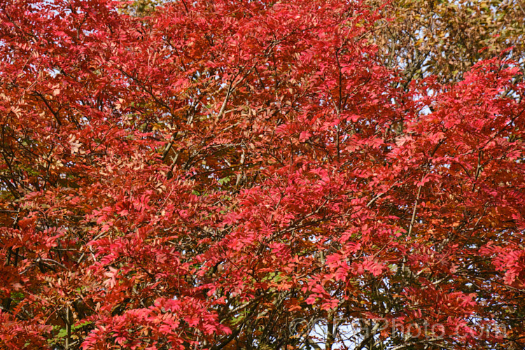 The autumn foliage of Esserteau's Rowan (<i>Sorbus esserteauana [syn. Sorbus esserteauiana]), a deciduous, 8-12m tall tree native to western China. Its spring-borne heads of small white flowers develop into clusters of red fruits or, less commonly, golden yellow to orange fruit. sorbus-2143htm'>Sorbus.