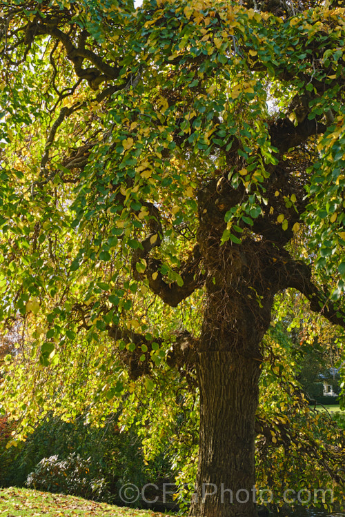 The Camperdown Elm (<i>Ulmus glabra 'Camperdownii') in autumn. A form of the Scotch Elm or Wych Elm, this distinctive cultivar develops into a wide-spreading, dome-shaped tree that forms an umbrella-like canopy. Order: Rosales, Family: Ulmaceae
