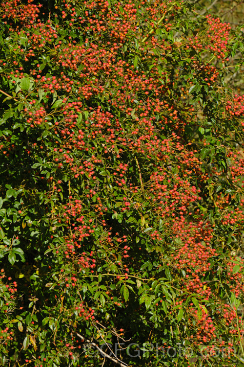 The hips of Rosa 'Wedding Day', (probably a Rosa sinowilsonii hybrid</i>). A rampant once-flowering climbing. Wild rose that originated in Sussex, England in 1950. Order: Rosales, Family: Rosaceae