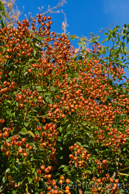 The hips of Rosa 'Wedding Day', (probably a Rosa sinowilsonii hybrid</i>). A rampant once-flowering climbing. Wild rose that originated in Sussex, England in 1950. Order: Rosales, Family: Rosaceae