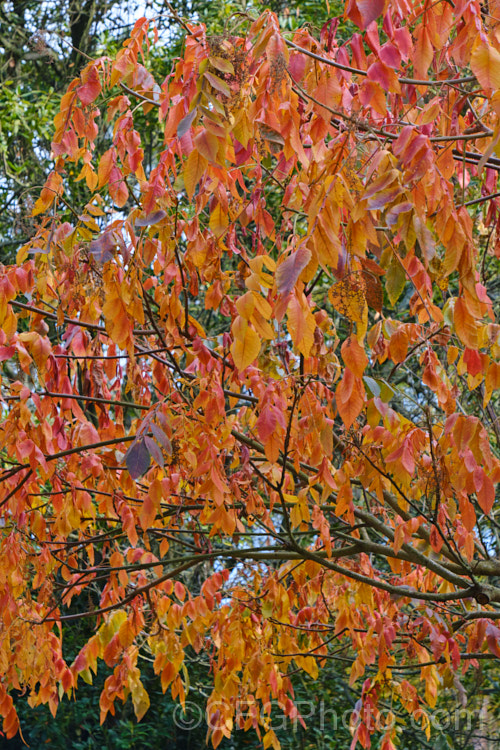 Chinese Sumac, Chinese Gall or Nutgall (<i>Rhus chinensis</i>), a deciduous suckering. Chinese shrub up to 7m tall and nearly as wide, with multiple stems making a thicket. The sprays of greenish white flowers appear in autumn and are followed by the brilliant autumn foliage colour seen here, which lasts until the first heavy frosts. In its natural environment aphids cause galls to form and these are used in Chinese medicines. rhus-2719htm'>Rhus. <a href='anacardiaceae-plant-family-photoshtml'>Anacardiaceae</a>.