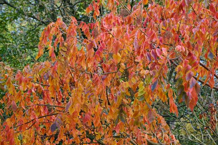 Chinese Sumac, Chinese Gall or Nutgall (<i>Rhus chinensis</i>), a deciduous suckering. Chinese shrub up to 7m tall and nearly as wide, with multiple stems making a thicket. The sprays of greenish white flowers appear in autumn and are followed by the brilliant autumn foliage colour seen here, which lasts until the first heavy frosts. In its natural environment aphids cause galls to form and these are used in Chinese medicines. rhus-2719htm'>Rhus. <a href='anacardiaceae-plant-family-photoshtml'>Anacardiaceae</a>.