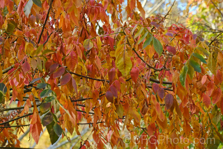 Chinese Sumac, Chinese Gall or Nutgall (<i>Rhus chinensis</i>), a deciduous suckering. Chinese shrub up to 7m tall and nearly as wide, with multiple stems making a thicket. The sprays of greenish white flowers appear in autumn and are followed by the brilliant autumn foliage colour seen here, which lasts until the first heavy frosts. In its natural environment aphids cause galls to form and these are used in Chinese medicines. rhus-2719htm'>Rhus. <a href='anacardiaceae-plant-family-photoshtml'>Anacardiaceae</a>.