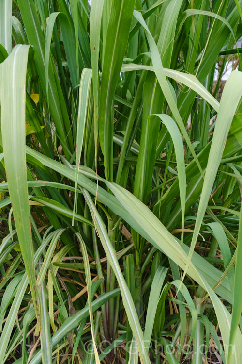Sugar Cane (<i>Saccharum officinarum</i>), the source of most refined sugar, this grass grows up to 6m tall and is a native of tropical Southeast Asia and Polynesia. In some areas, such as northern New South Wales, Australia, it has become invasive and may threaten native ecosystems. Order: Poales, Family: Poaceae