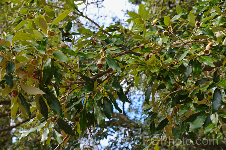 Himalayan White Oak (<i>Quercus leucotrichophora</i>), a 10-24m high evergreen tree native to the Himalayan region. It produces an abundance of pointed elliptical acorns. Order: Fagales, Family: Fagaceae
