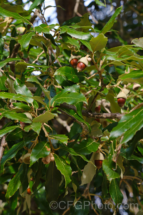 Himalayan White Oak (<i>Quercus leucotrichophora</i>), a 10-24m high evergreen tree native to the Himalayan region. It produces an abundance of pointed elliptical acorns. Order: Fagales, Family: Fagaceae